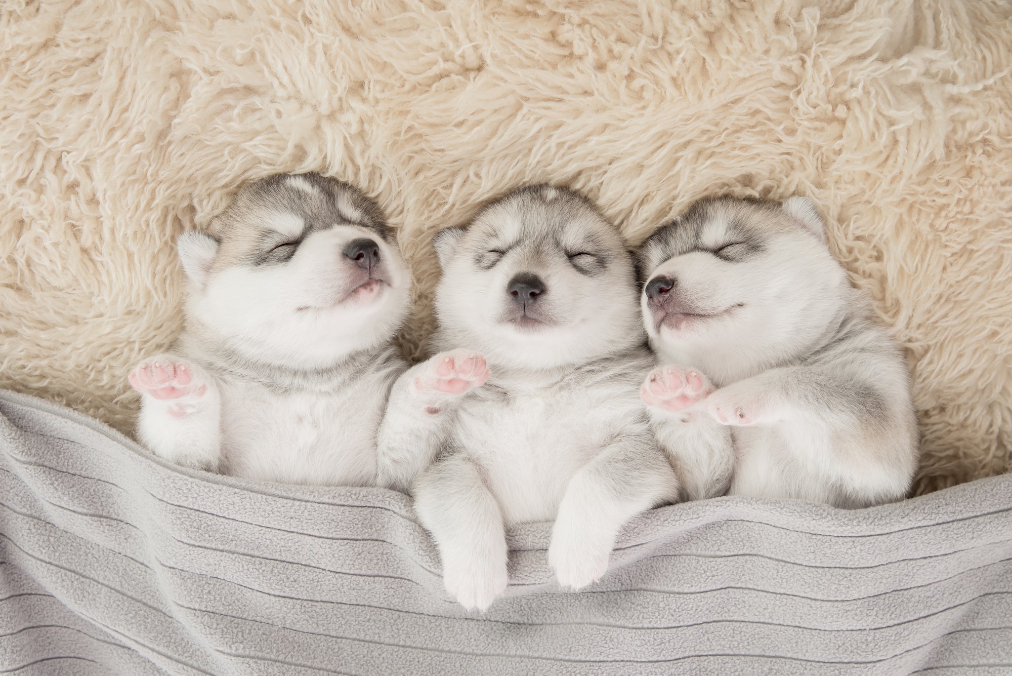 three huskies sleeping under grey blanket