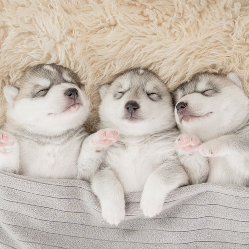 three huskies sleeping under grey blanket