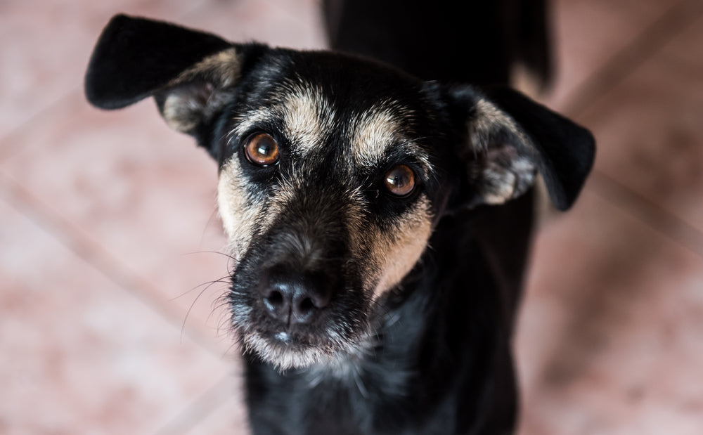 image of an anxious dog
